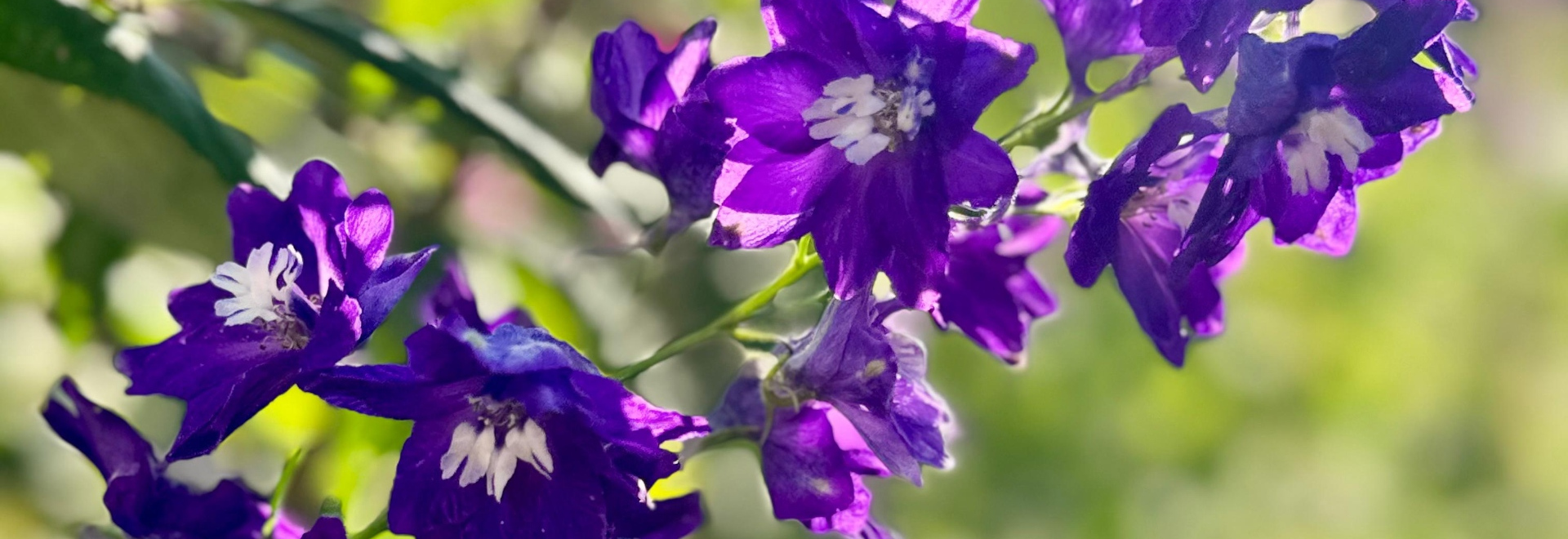 Blume